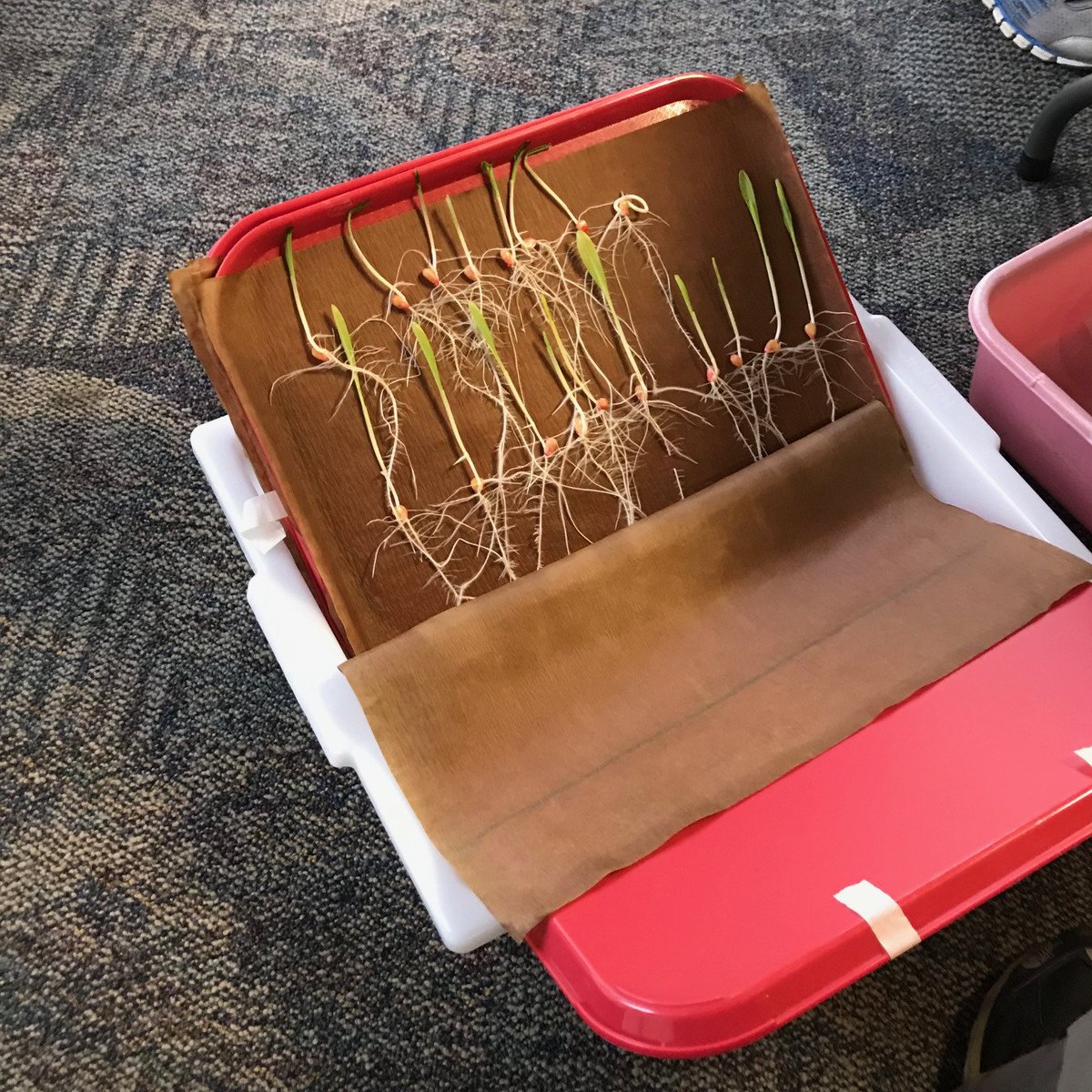 sweetpotato360's tweet photo. From plot to plate: props to @LarryMattYork, the Noble Research Institute team, & @RootScientists. I heard nothing but rave reviews from participants, especially students & postdocs.
Safe travels, and may the plant roots be with y'all.
#IPPNrootphenotyping https://t.co/hXHGqGogDt