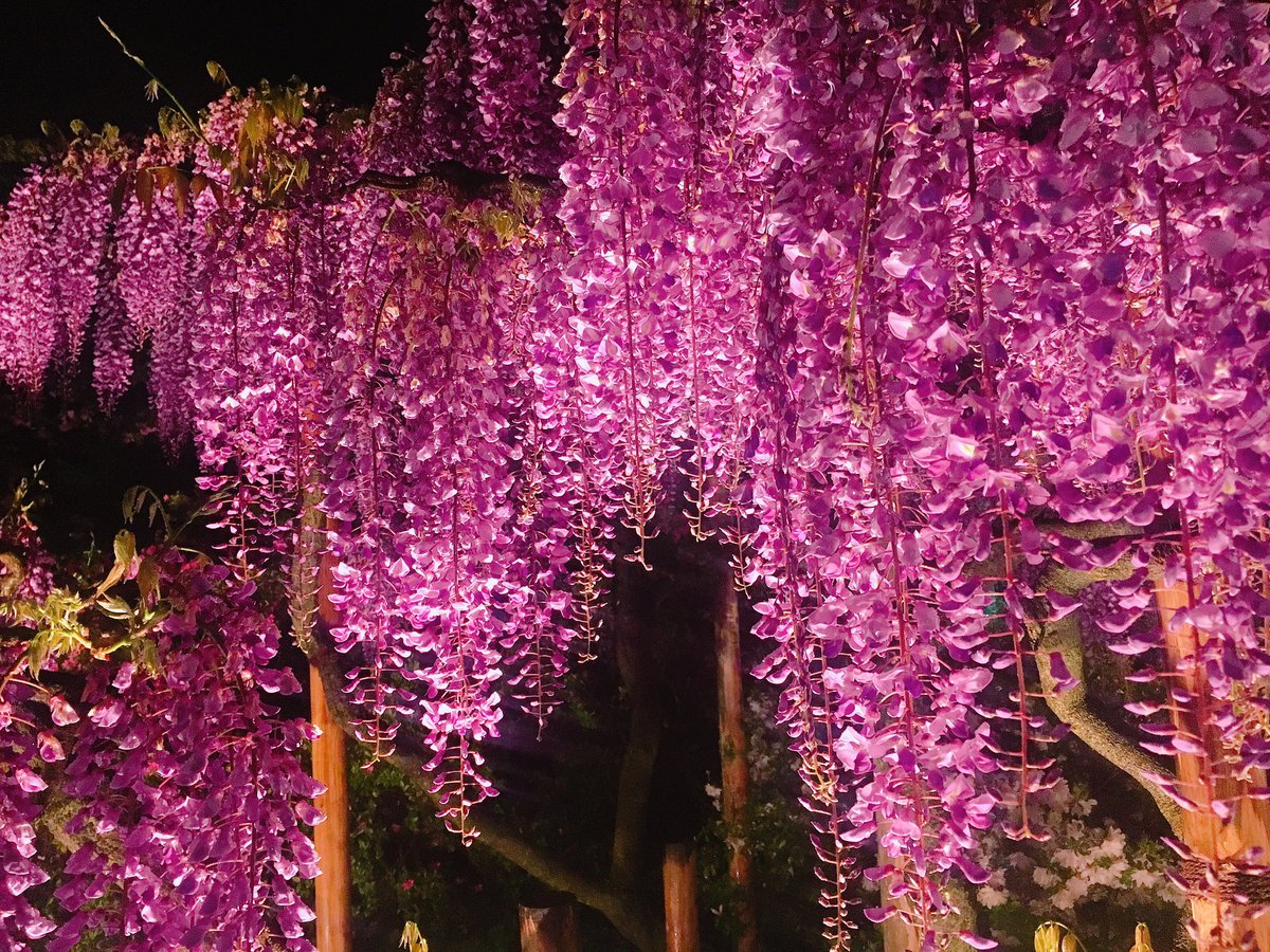 あま 鬼どもの嫌う藤の花が咲き誇っているところに行ってきました 鬼滅の刃 藤の花