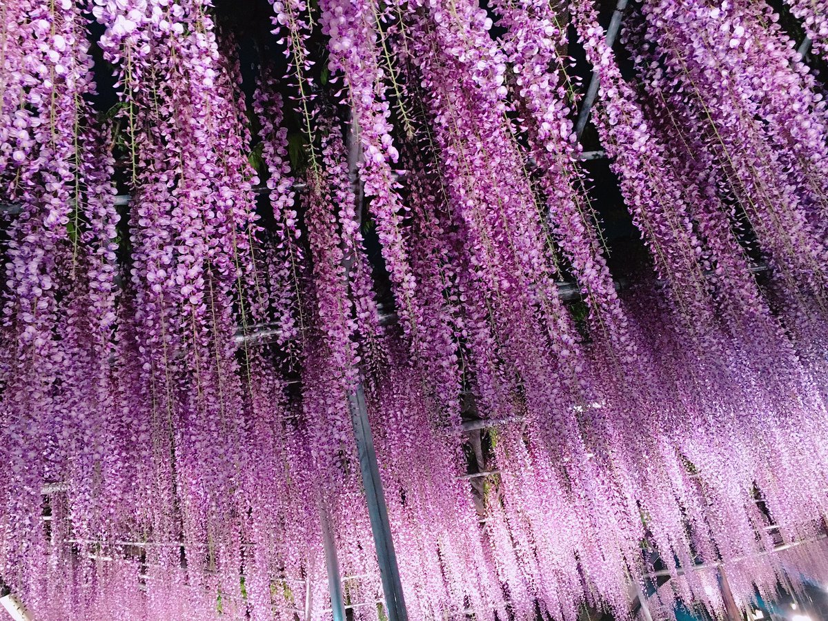 あま 鬼どもの嫌う藤の花が咲き誇っているところに行ってきました 鬼滅の刃 藤の花 T Co Hrpt4pcdqg Twitter