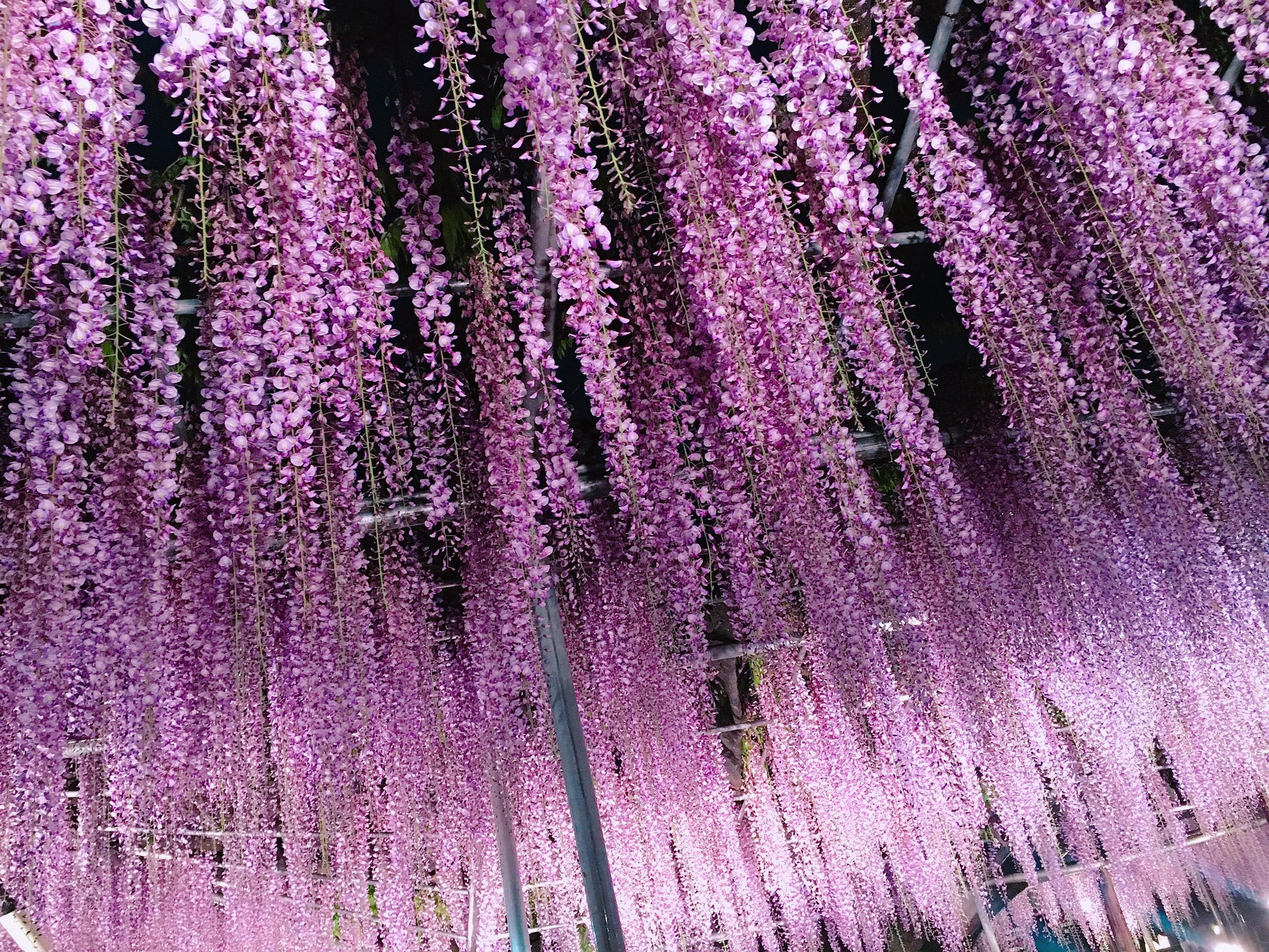 あま Ar Twitter 鬼どもの嫌う藤の花が咲き誇っているところに行ってきました 鬼滅の刃 藤の花 T Co Hrpt4pcdqg Twitter