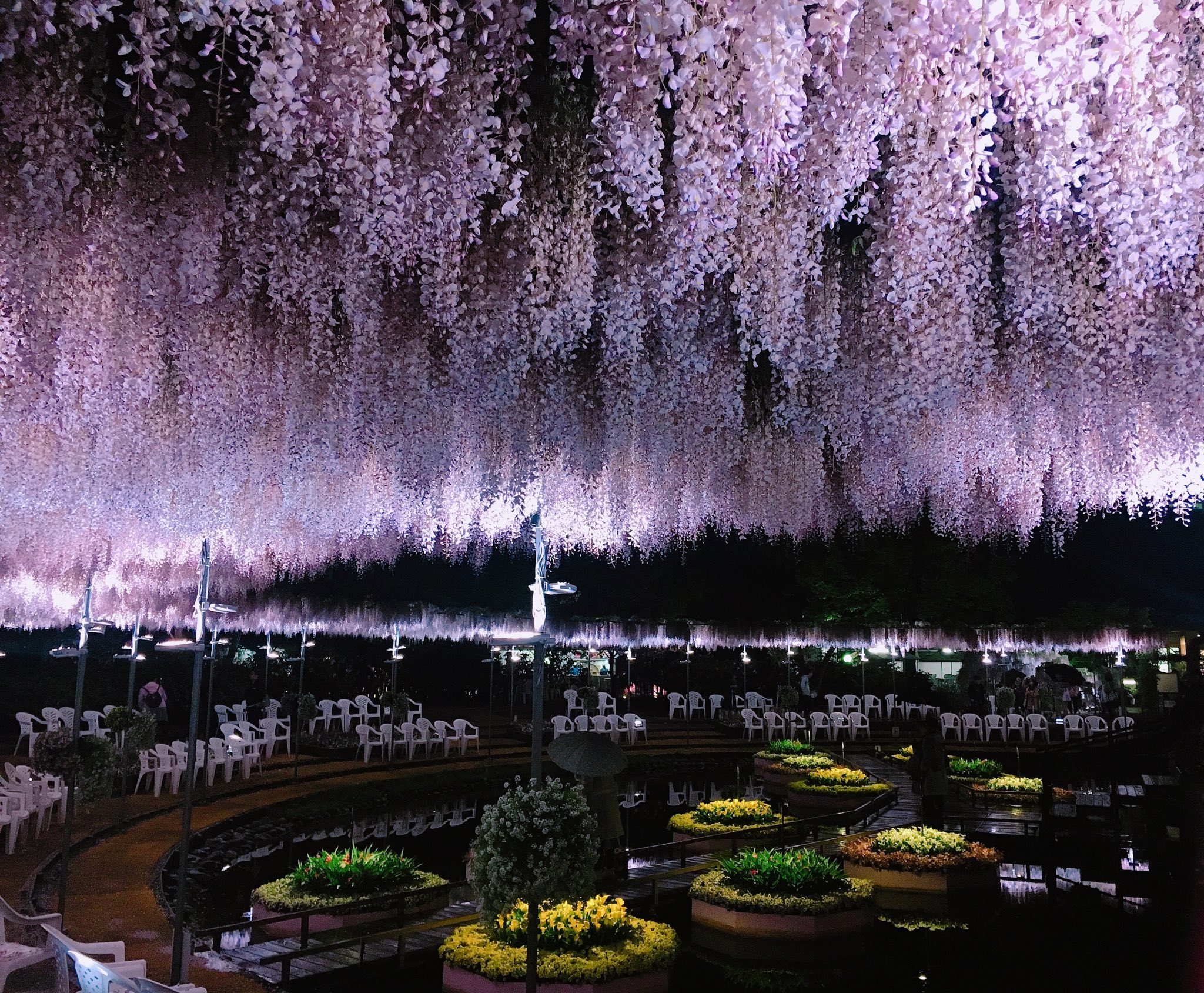 あま Ar Twitter 鬼どもの嫌う藤の花が咲き誇っているところに行ってきました 鬼滅の刃 藤の花