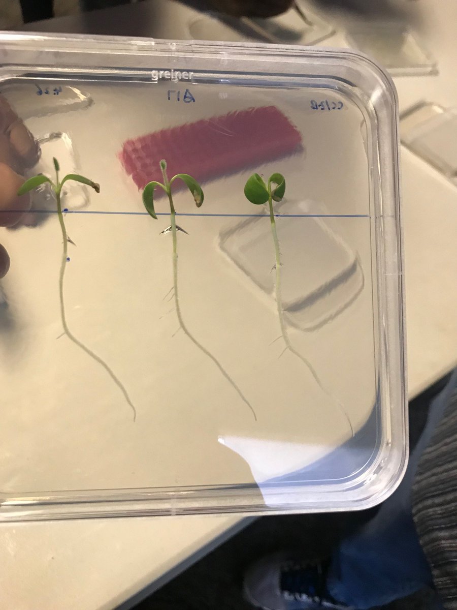 sweetpotato360's tweet photo. From plot to plate: props to @LarryMattYork, the Noble Research Institute team, & @RootScientists. I heard nothing but rave reviews from participants, especially students & postdocs.
Safe travels, and may the plant roots be with y'all.
#IPPNrootphenotyping https://t.co/hXHGqGogDt