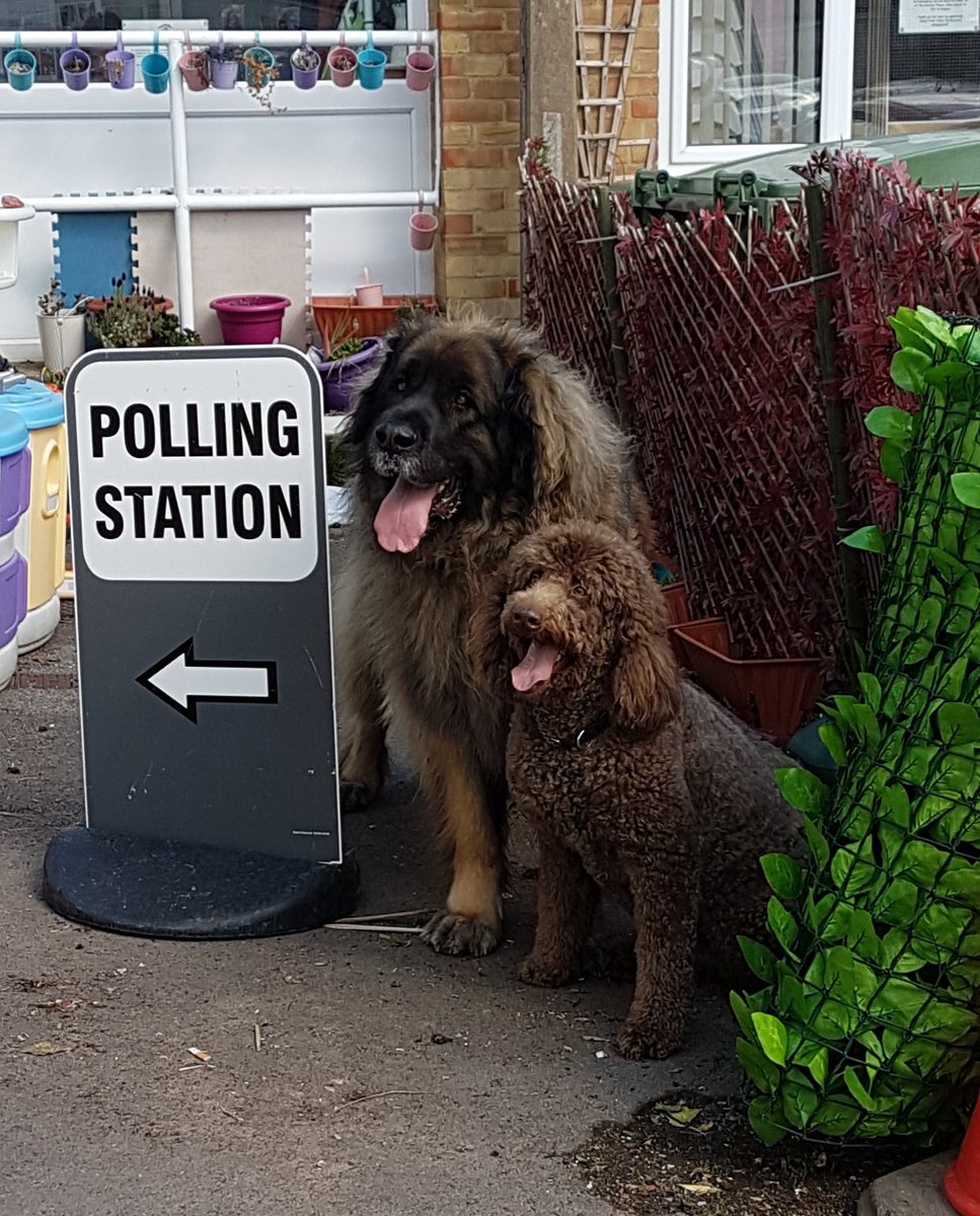 Here we go again. Humans trying to sort out the mess they have made while Hagrid and Hermione look on. #dogsatpollingstations