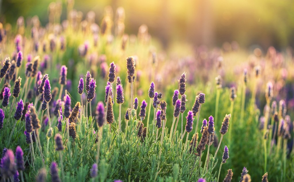 layuee's tweet photo. Casual Lavender https://t.co/FOmVnTu42H https://t.co/DrYDELrmJo