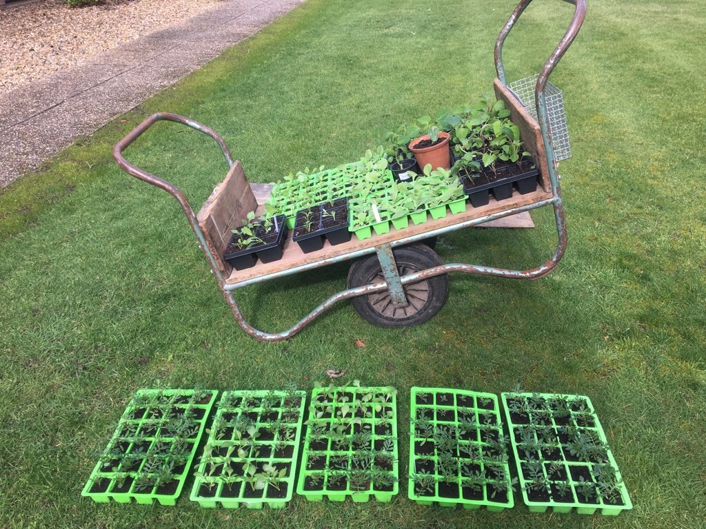 GarethTrench's tweet photo. @BroadlandHsg  #bhgestates Team growing our own Bedding Plants. From #seed to #basket. Well Done! https://t.co/OCFZ8ffkG6