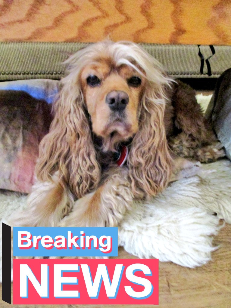 BitBenderBrink's tweet image. I am happy to announce that my mother&apos;s dog is entering the race as the 22nd contender for the Democratic Presidential Nomination. She is resolutely anti-vegan and is the type of dog you can sit down and have a beer with. She can&apos;t wait to get to the bones of policy. #VoteRuby