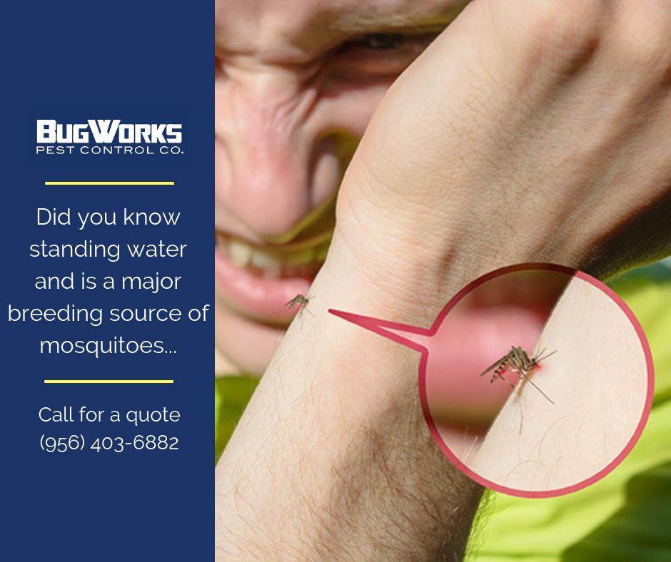 BugWorksRGV's tweet image. Pro Tip: Draining standing water regularly and storing outdoor items that hold water upside down is the best course of action to prevent mosquitos from breeding. 

bugworksrgv.com