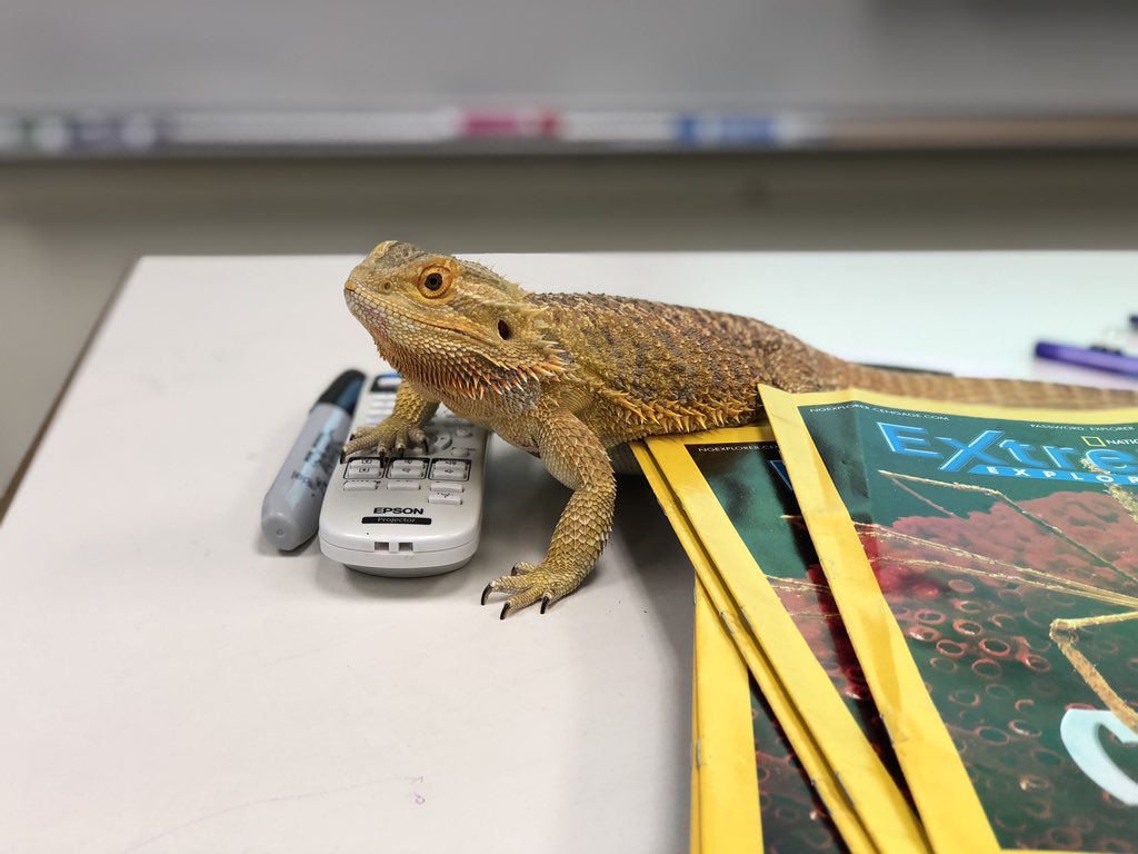 ccjames72's tweet photo. Thank you to Mrs. Keller for bringing in her bearded dragon today!  It was very interesting to hear about its ecosystem and survival adaptations! @unit40innovates https://t.co/LUDyG4Juak