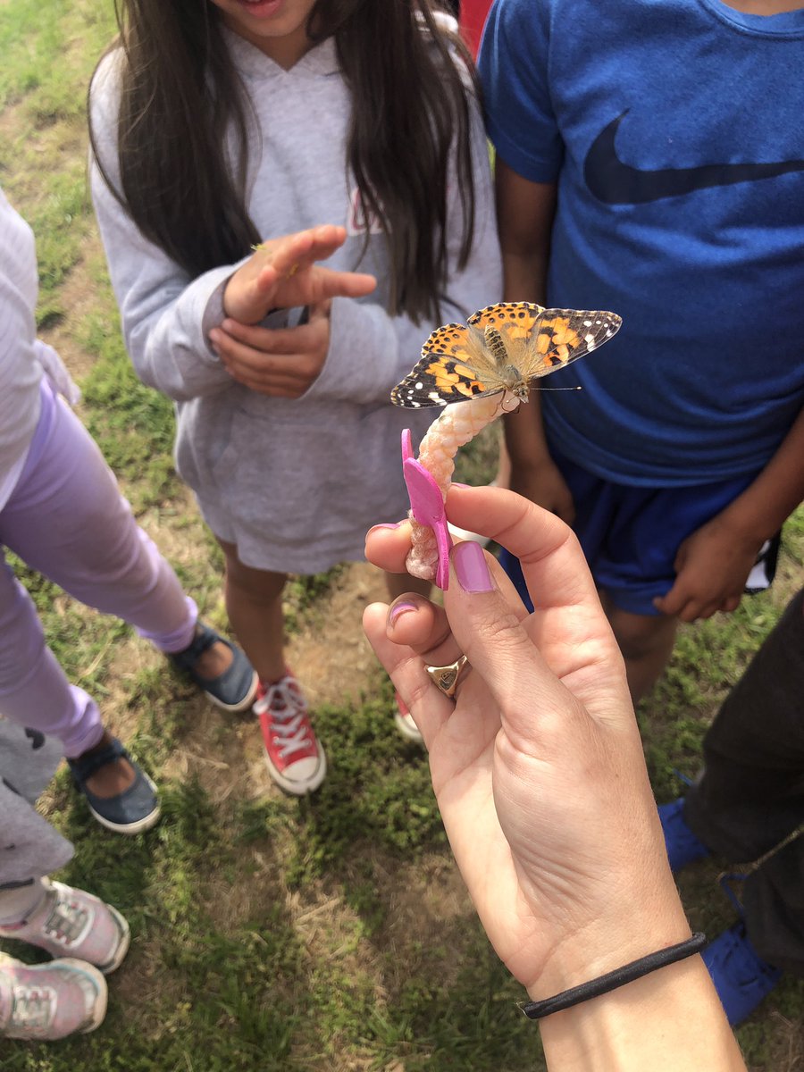 After watching our Painted Lady butterflies go through their Life Cycle, they have been released into the world! 🐛🦋 #lifecycles #butterflies #secondgrade #lcps