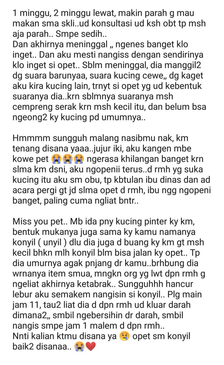 farida_rakh's tweet photo. Konyil (si hitam), d buang org d dpn rmh wktu pertengahan bulan ramadhan 2017
Opet (si kuning kecoklatan), d buang org d dpn rmh tgl 29 maret 2019
Sayangilah kucing kalian, sbnernya mereka itu pembawa rejeki dan bsa mnjd pelindung dr bahaya yg "tdk tampak" d dlm kluarga kalian.. https://t.co/fkGT1e2PmC