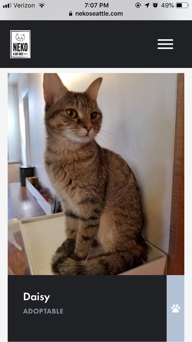 __Bramsister's tweet image. Would it be weird to have two cats named Daisy?