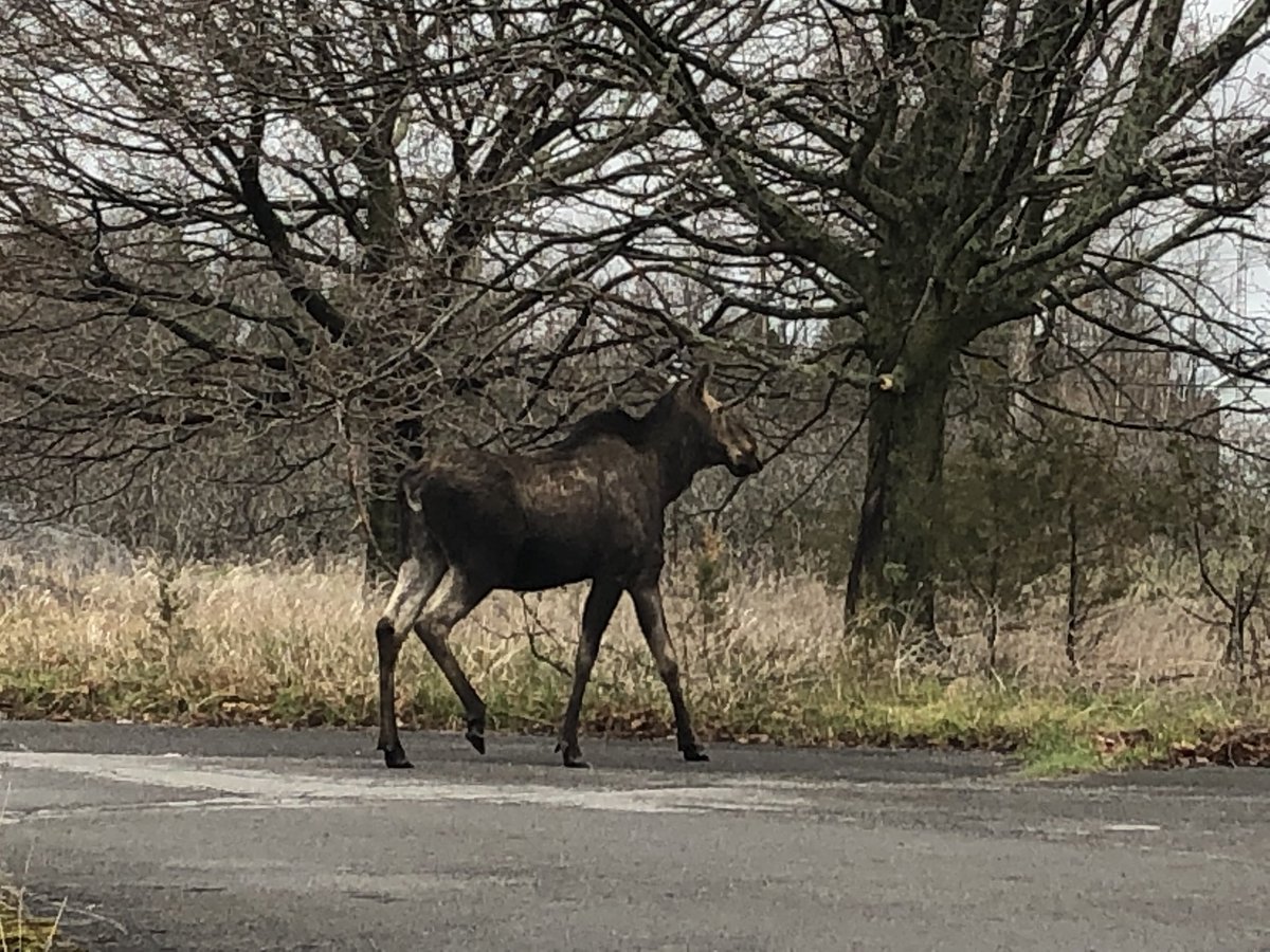 ascott4700's tweet image. Caution - Moose in Odessa just north of 401 at County Road 6. @MIHomeYGK @LOYTWP