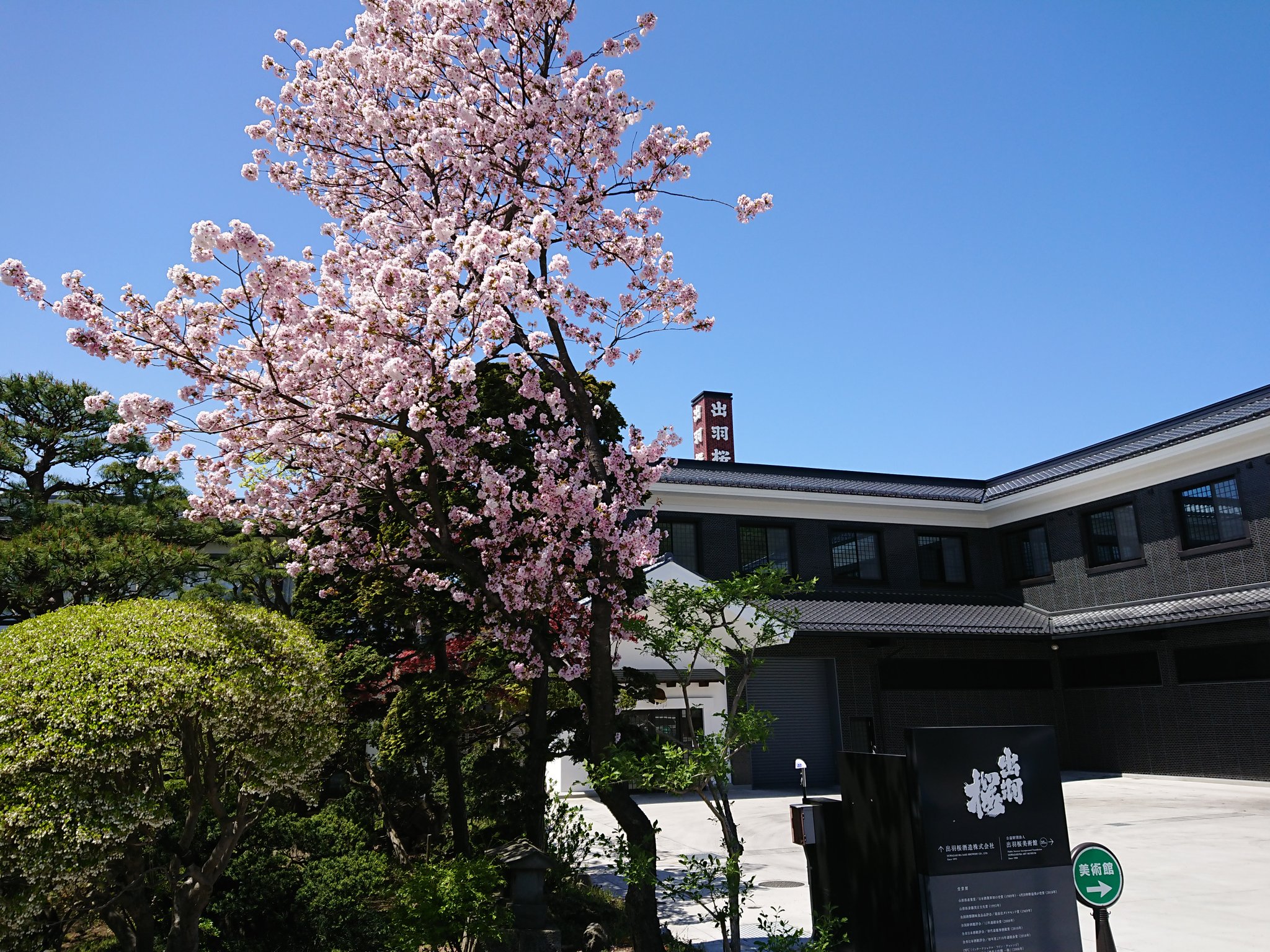 まっきー 先日 天童市の出羽桜酒造に行って仲野酒店で好きな出羽桜買ってきた 出羽桜 出羽桜美術館 仲野酒店 T Co 5wtrls0hcx Twitter