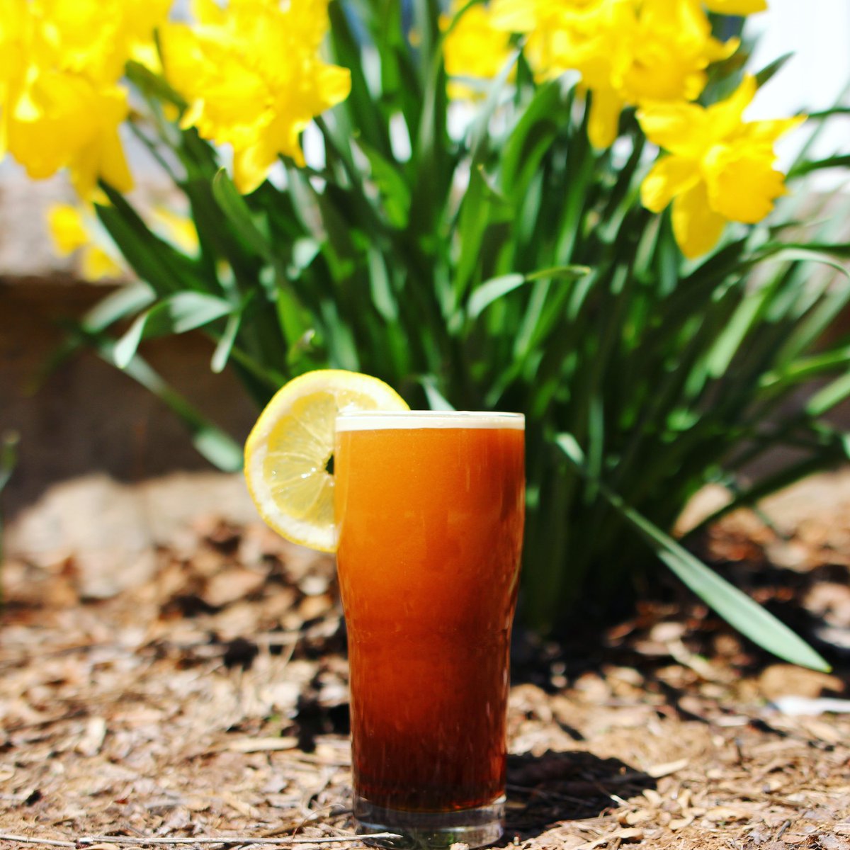 LowPointCoffee's tweet image. ☀️ N E W B E G I N N I N G S ☀️
A saison-inspired nitro cold brew, infused with orange and lemon zest, coriander seed, and fresh cracked peppercorns. Bright citrus, crisp finish, soft spice and pepper, and insanely crushable.
Available by this weekend at @halifaxcrafters.
🌻🌻🌻