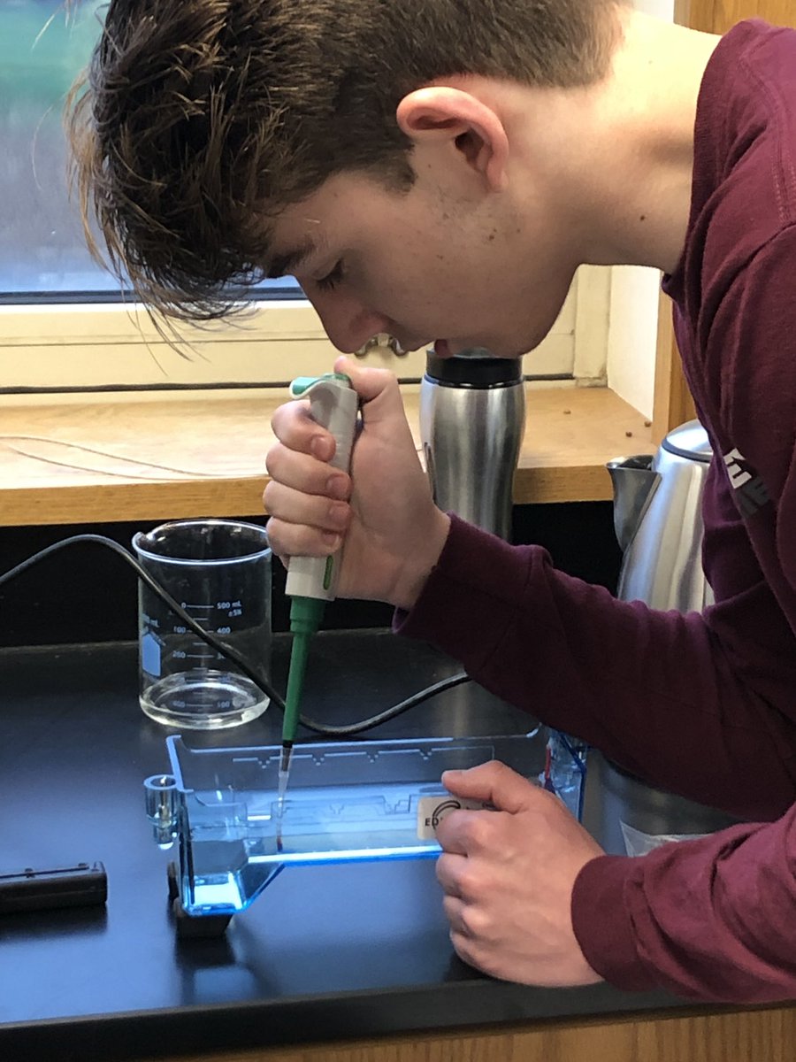 ErinPalese's tweet photo. AP Bio- PCR and Gel electrophoresis with their own DNA- how cool! @SKochPR @PRMathKath https://t.co/LUt8rqVehq