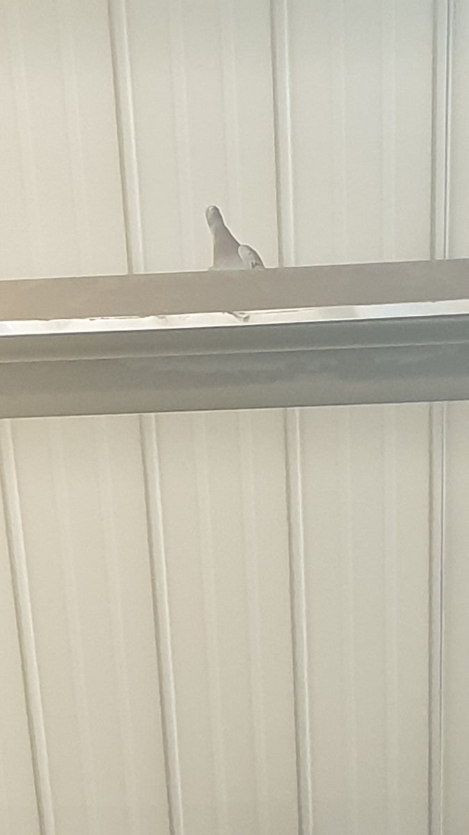 BurnettCentre's tweet photo. This pest isn't for leaving 🙈🙈🙈 6 people trying to get it to fly outside .... pigeon 10 - mechanics nil https://t.co/hTujOFzlET