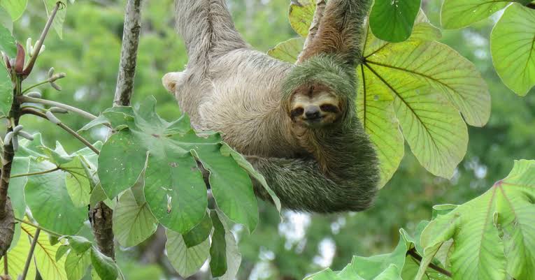 PerkySloth's tweet image. I have a #hat.
It is green. 
It is called my fur. 
😏
#ThursdayThoughts