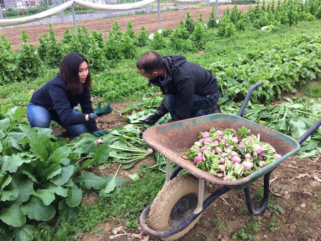 Rozaida Affendi, Malaysienne, étudiante du certificat "Inclusive and Socal Business" #HECsocbizCertificate en immersion dans les Jardins de Cocagne, véritable exploitations maraîchères biologiques, à vocation d'insertion sociale et professionnelle. #socbizimpact