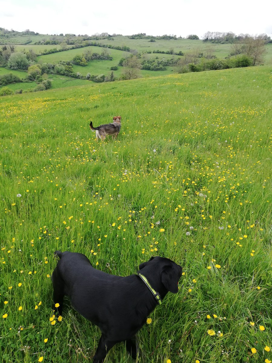 Turns out dogs do not recognise electoral process! Elections or no elections they need a scamper!