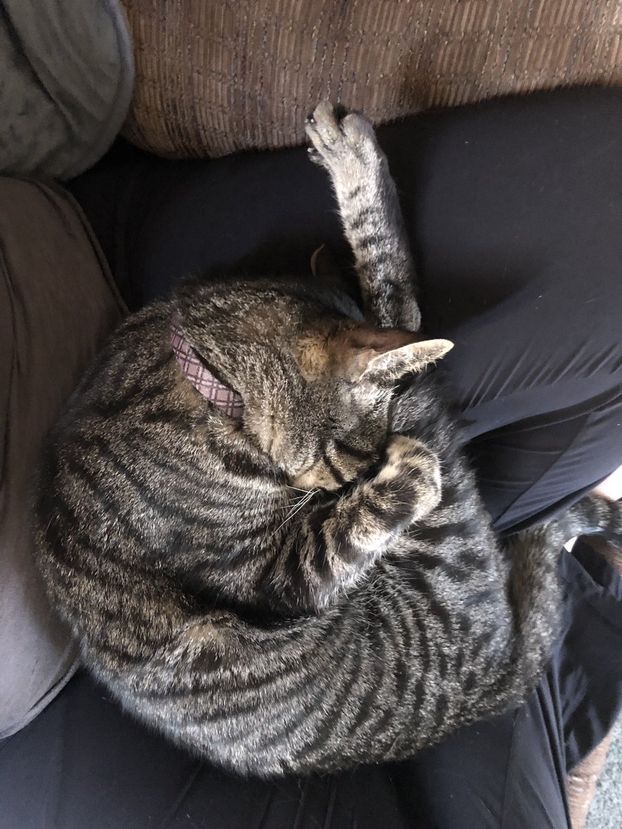 ShakespearCat's tweet photo. Hooman I am going to lay in your lap no matter what!  #shakespearcat #weirdcats #meow #CatsOfTwiter #sleepanywhere #catcrazy #catlovers #loveyourpets #funnycat https://t.co/ukyfrdKNCs
