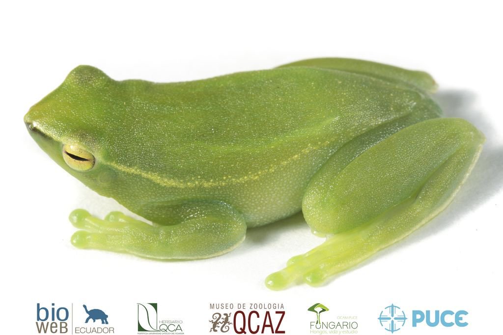 bioweb9's tweet photo. La especie del día. La #rana lacustre láctea se distribuye en la #amazonía #ecuatoriana, habita llanos inundados, pozas y lagunas con vegetación flotante. #Sphaenorhynchus #lacteus. Orellana, Santa Teresita. Foto: Santiago R. Ron.
Más en: https://t.co/L6271gbE4i
#frogs #tropics https://t.co/tFTJAB2WMB