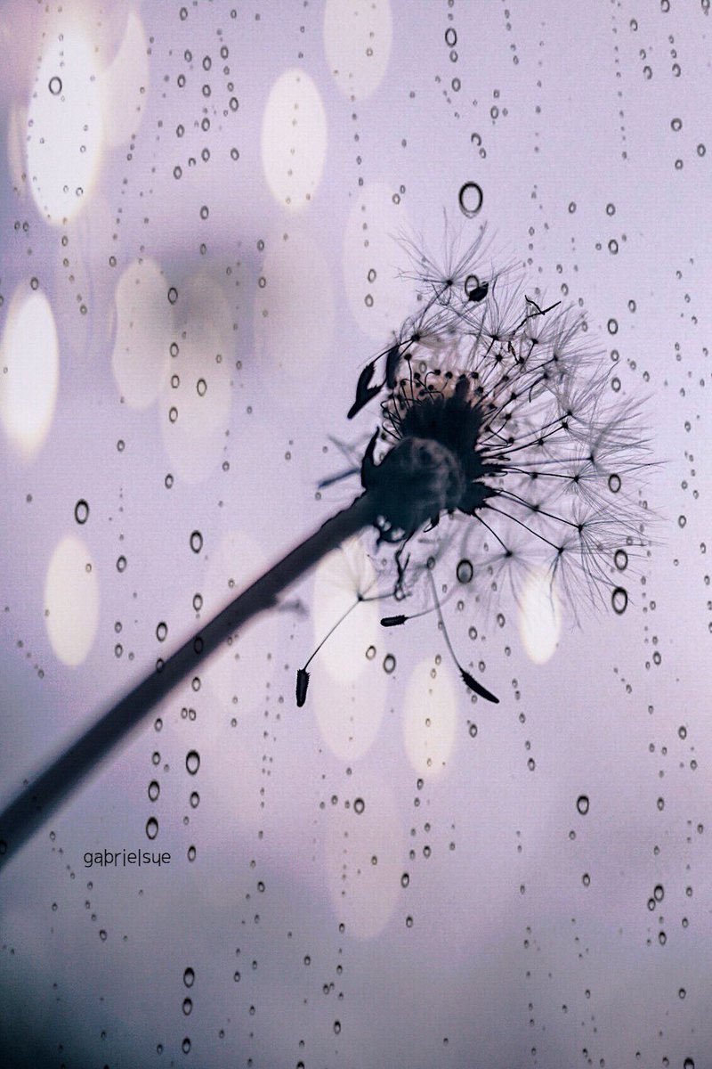MHeizo's tweet photo. 雨と雨の間に…
#朽ちても美し #ジャポニカ学習帳_アダルト編 #東京カメラ部令和記念フォトコン #綿毛 #雫 #bokeh https://t.co/HFGzClENJZ
