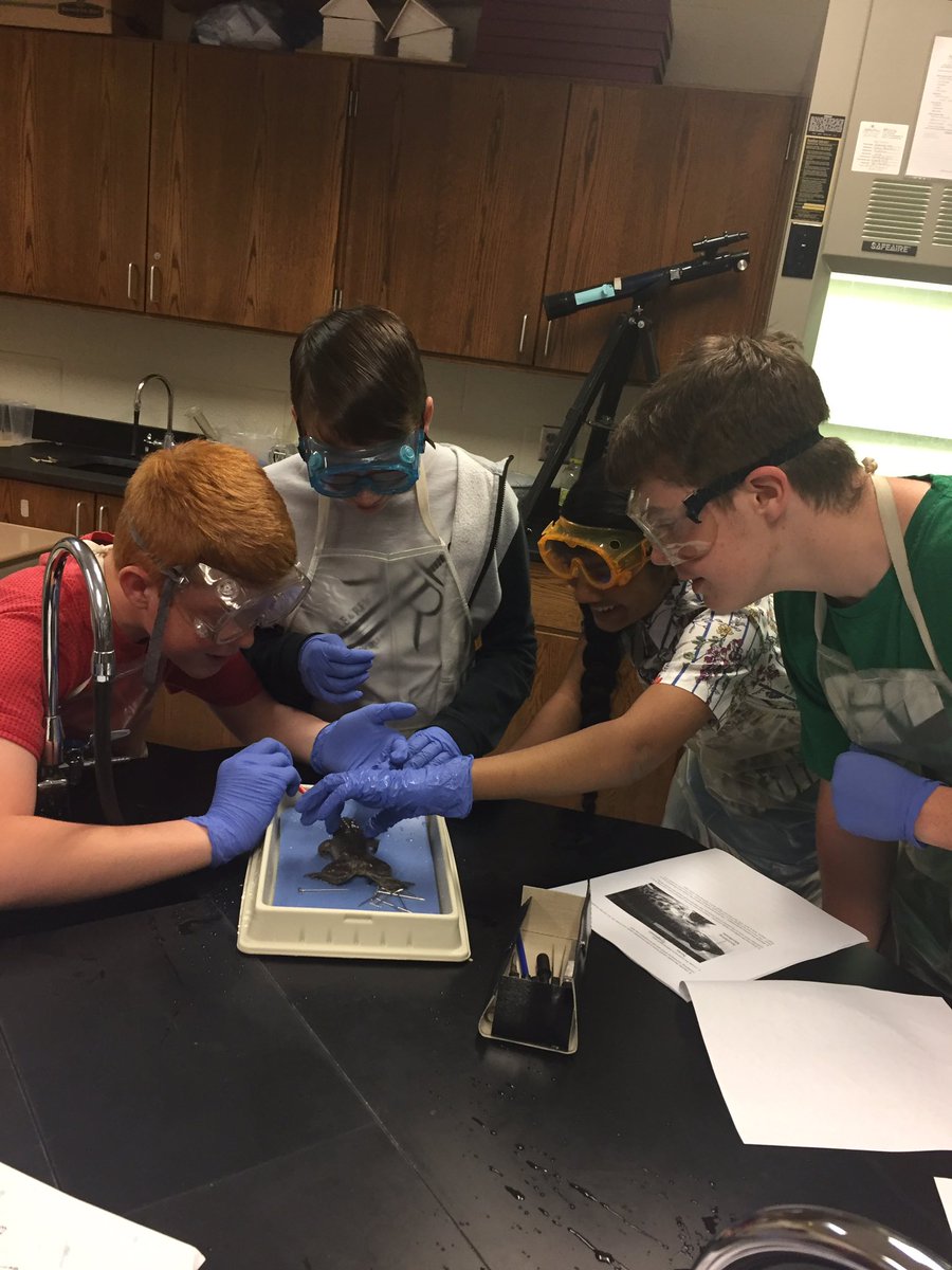 Day 1 of Frog Dissection. #❤️Science #GCSLimitless @gms_tn @JEvansGMS <a href="/GreenevilleCity/">GCS</a>