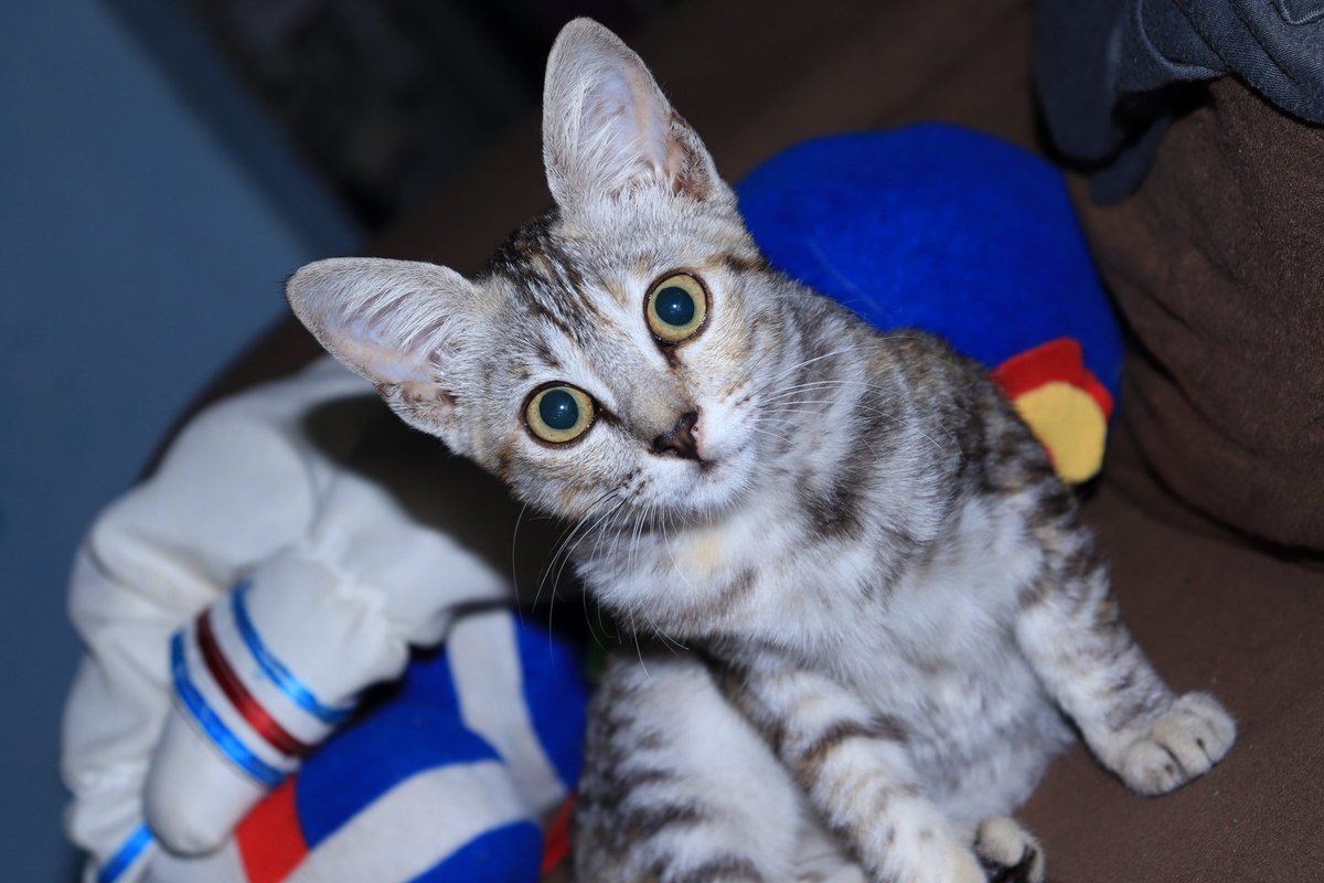 emodesgostosa's tweet photo. Fiquem com a beleza da minha gata e meu talento pra tirar FT na DSLR https://t.co/hMFsX9gITU