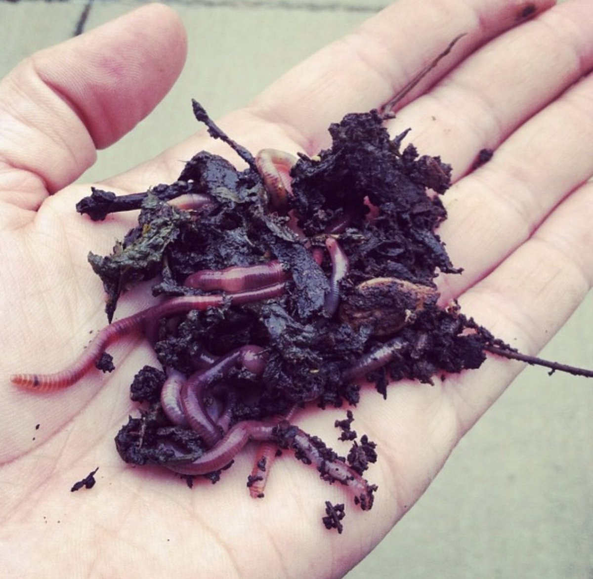 We’re ‘bout to open a can of worms and trash talk our way through Saturday’s Compost 101 workshop. Come learn about how to break down food waste into nutrient dense soil from 1pm-4pm. Link to sign up is on our website at urbangrowerscollective.org/events-list. Compost, that’s hot y’all!