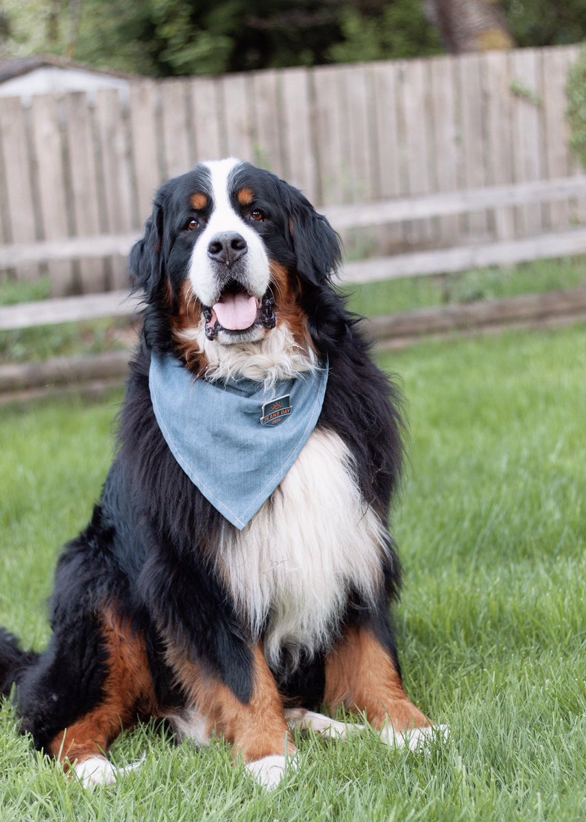 webers_world's tweet photo. #JeanUp, friends! It’s @BCCHF Jeans Day supporting BC Children’s Hospital! 💙👖💙 #JeansDay #ForTheKids #bernesemountaindog #dogsoftwitter

📸 https://t.co/rJup52B8lm https://t.co/2hussIoWNZ
