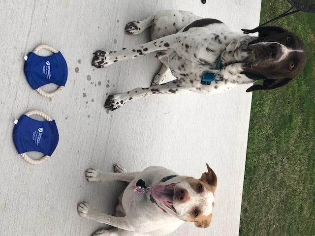 UNHAnalytics's tweet image. #UNHAnalytics has #datadog friends all over! Murray and Hank&apos;s dad brought them souvenirs from the SAS Global Forum in Dallas, Texas this week! Glad to see some happy pups, thanks to their owner Craig for sharing with us! #UNHpups #BigData #ThisIsUNH #DataScience #SAS #SASGF