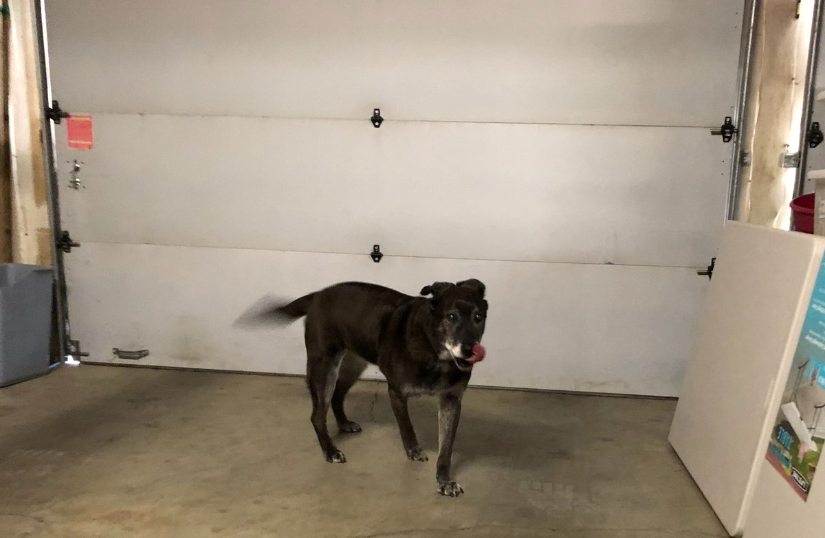 IndiaRulesAll's tweet photo. Stupid #OtherThing @JHarlanMize thought I should sleep in the garage. I squealed to divine #Blanket @RadfordLeigh. Guess who is sleeping in the garage now? Hint: He has two legs. #StupidBoy #Comeuppance https://t.co/PCI0TfwiFi