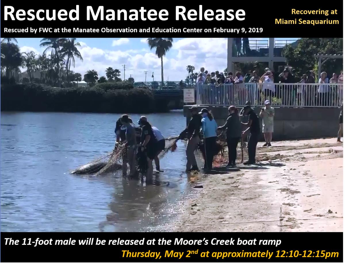 ManateeCenter's tweet photo. TODAY: FWC to release a rehabilitated manatee at the Manatee Center - https://t.co/vo6TNrOjqq https://t.co/ZHAUaVYhk2