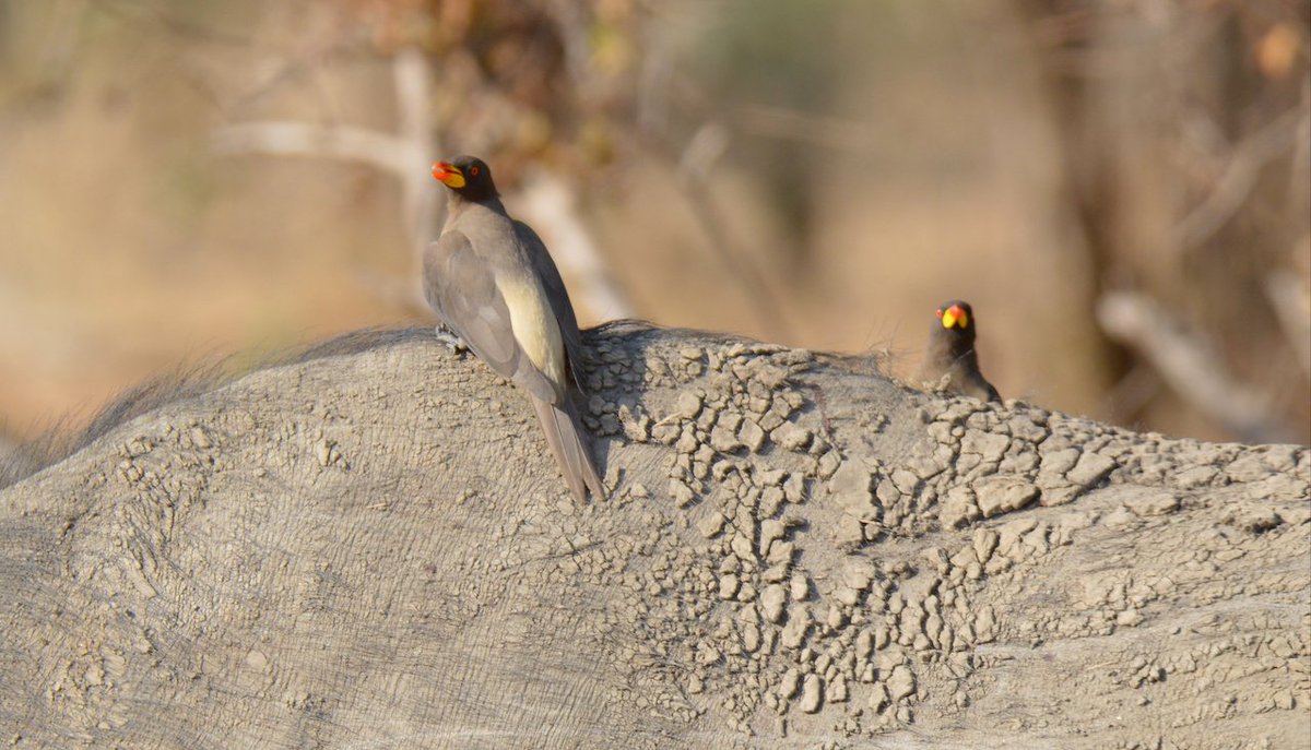 Friend or Foe? The Yellow Billed Oxpecker can eat 100 blood-engorged ticks, or more than 12,000 larvae in a day. However, their preferred food is blood, pecking at the mammal's wounds to keep them open.