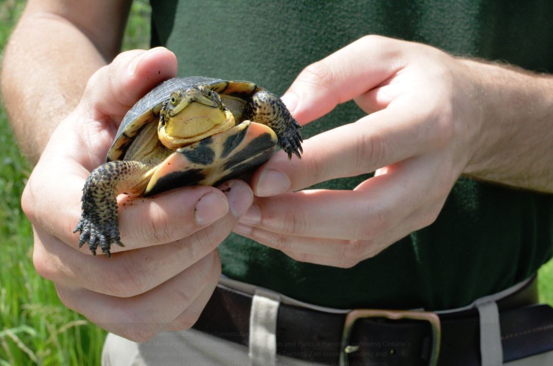 Have you heard about proposed changes to Ontario’s Endangered Species Act? This act protects Ontario’s most vulnerable species, including many that the Toronto Zoo is working hard to restore. 

Learn more about the proposed changes here: ontarionature.org/endangered-spe…