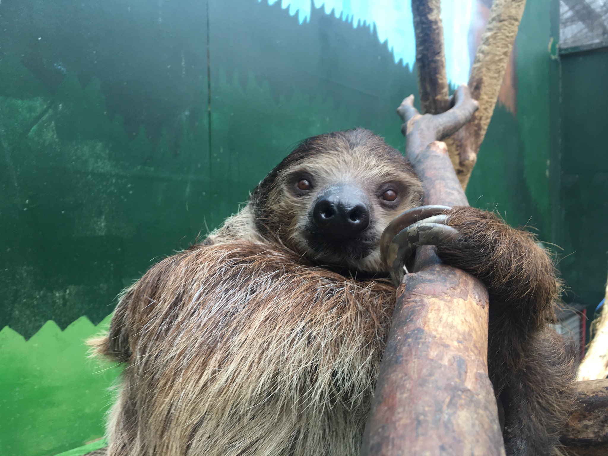 Zooライダー 間近で見るとナマケモノはかなり二枚目 フタユビナマケモノ ノースサファリサッポロ T Co Anehzpmovj Twitter