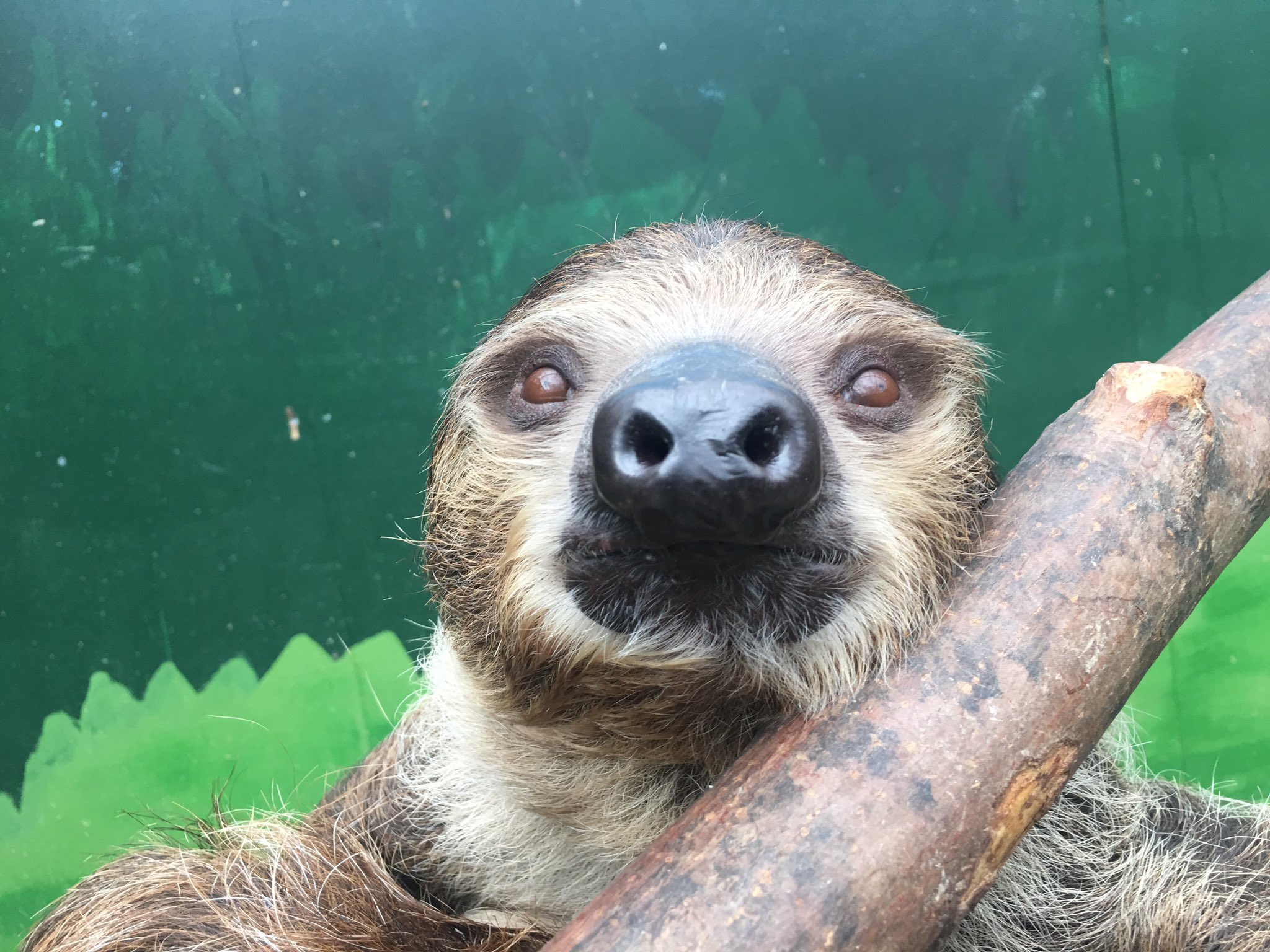 Zooライダー 間近で見るとナマケモノはかなり二枚目 フタユビナマケモノ ノースサファリサッポロ T Co Anehzpmovj Twitter
