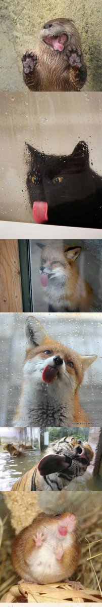 Our glass might also be as tasty as what these discerning customers think #TreforestGlass