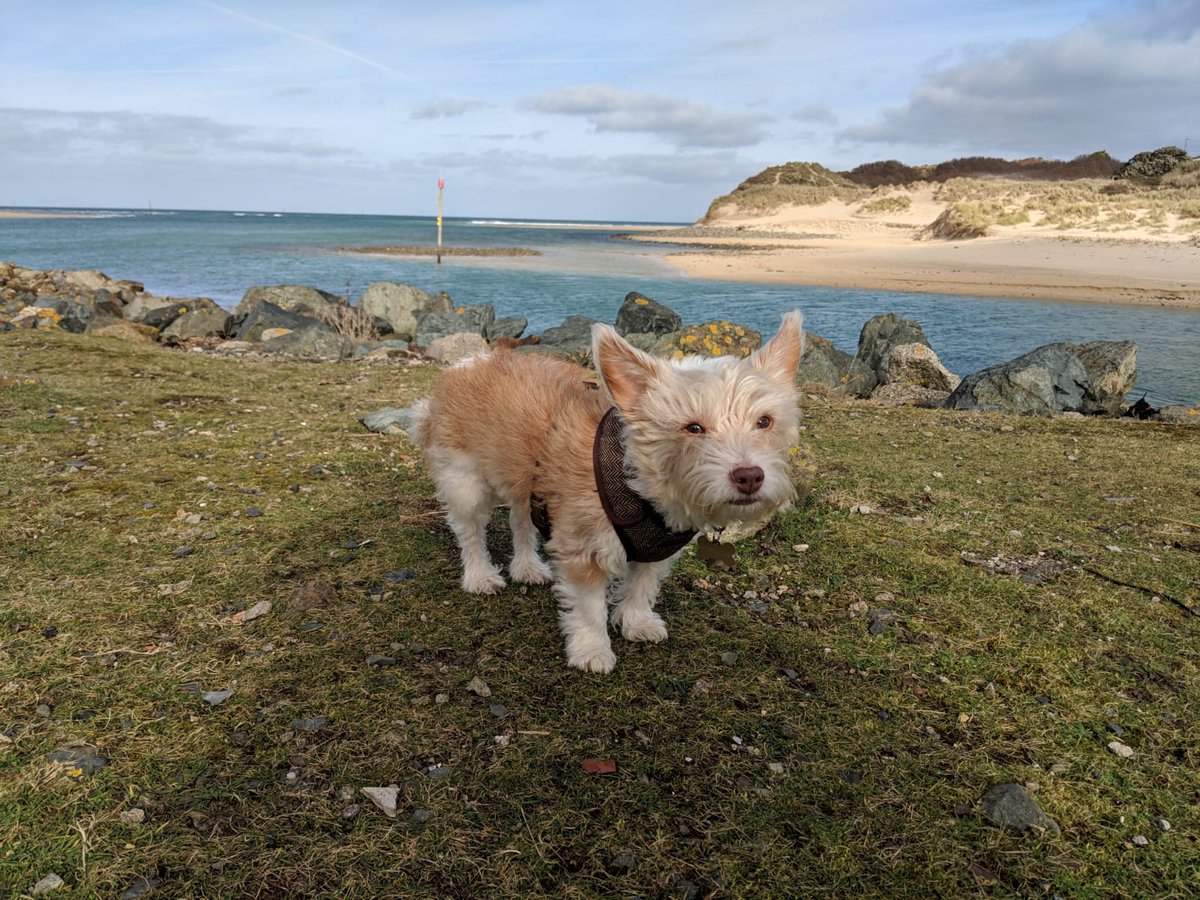 cornwallpark's tweet photo. We are a pet friendly park @cornwallpark 7 night stay available from 6th June at just £450.00.  Come and say hello to Flo when you visit.  Call us now to book 01736 752071 https://t.co/m0BpUBPA3D