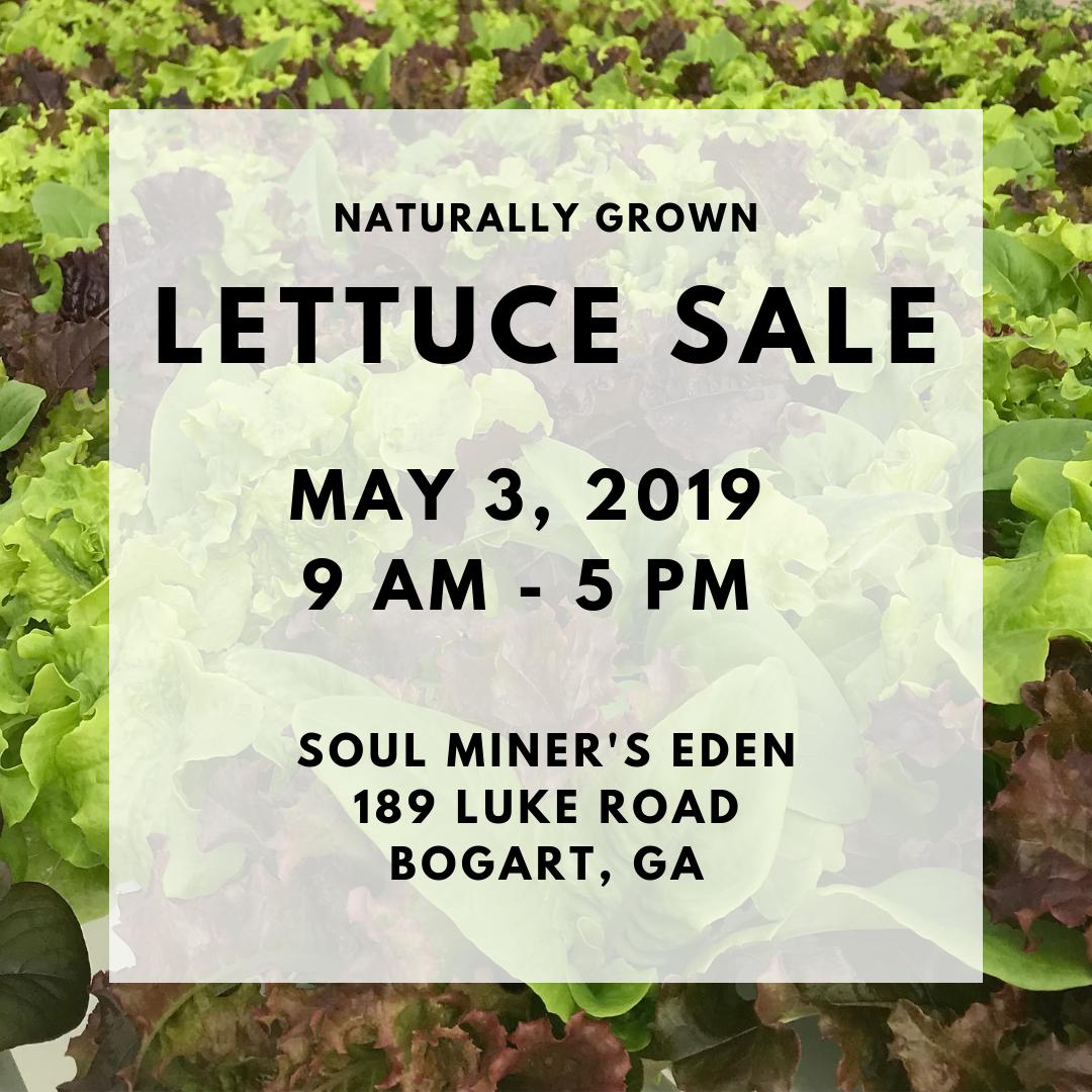 We're having a lettuce sale TOMORROW at the farm! Stop by any time between 9 a.m. and 5 p.m. for the freshest greens in town. We can't wait to see everyone! 
#southlandorganics #soulminerseden #lettuce #sale #athensga #bogartga #watkinsvillega #locallygrown #homegrown