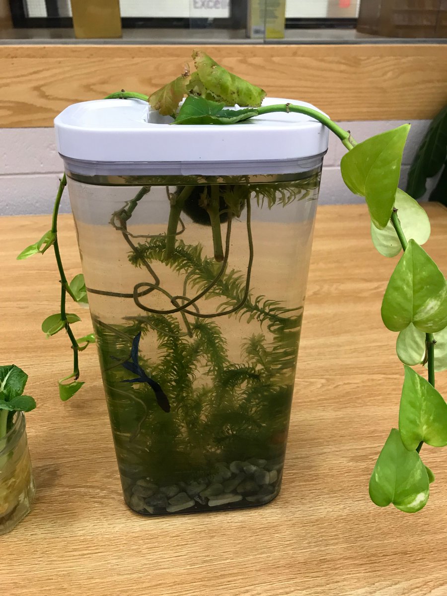 CreightonMiddle's tweet image. This week, GT classes hosted “Genius Hour,” where students presented research and designed solutions for issues that they were passionate about. Topics ranged from video editing to creating an environmental non-profit. A personal favorite was a self-sustaining aquatic ecosystem!