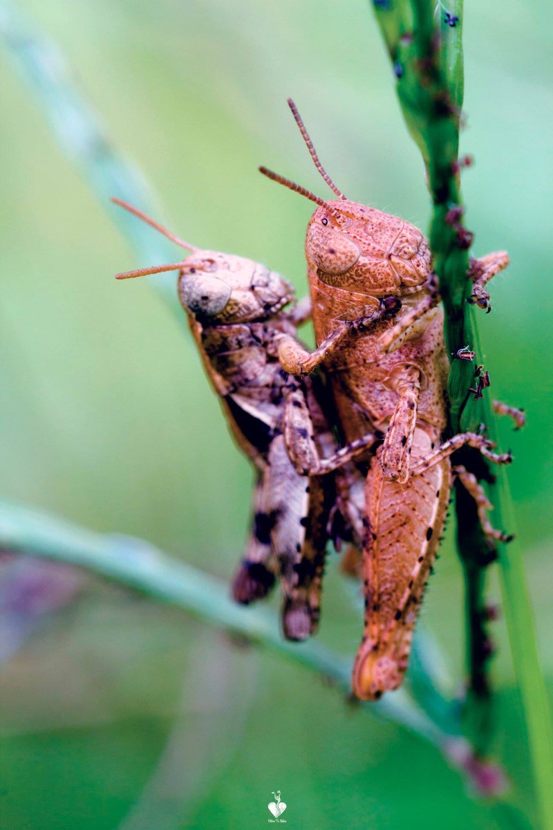 nature_return's tweet photo. Criquets // Locusts 🦗
@_rondpoint_ 
#macro #macrophotography #canonphoto #photooftheday #nature #natgeo #invertebrate #bug #rondpoint #RTN #photography #photo  #France #love #love #life #criquet #locust #🦗 https://t.co/L4D1INSxrZ