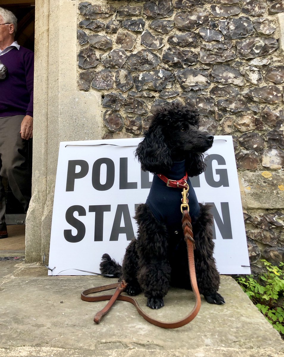 boytsarah's tweet photo. #dogsatpollingstations  poodle power..... https://t.co/V5746H4lSI