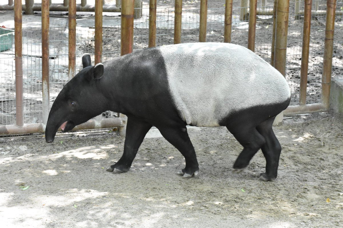 動物園初心者 Twitter Da 安佐動物公園 私の好きな動物のひとつ マレーバク W ぷるぷるのお鼻と優しい目 O O しばらく張り付いていましたが お客さんの 夢を食べられる トーク率の高いのに驚きました 安佐動物公園 マレーバク ヒコボシ クニオ 鼻