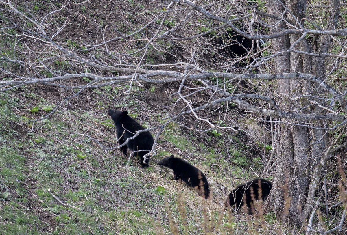 山のくまさん のぶクマ🐻羆と香辛料🐻C106 日曜日 東6 “ク”－37b on X