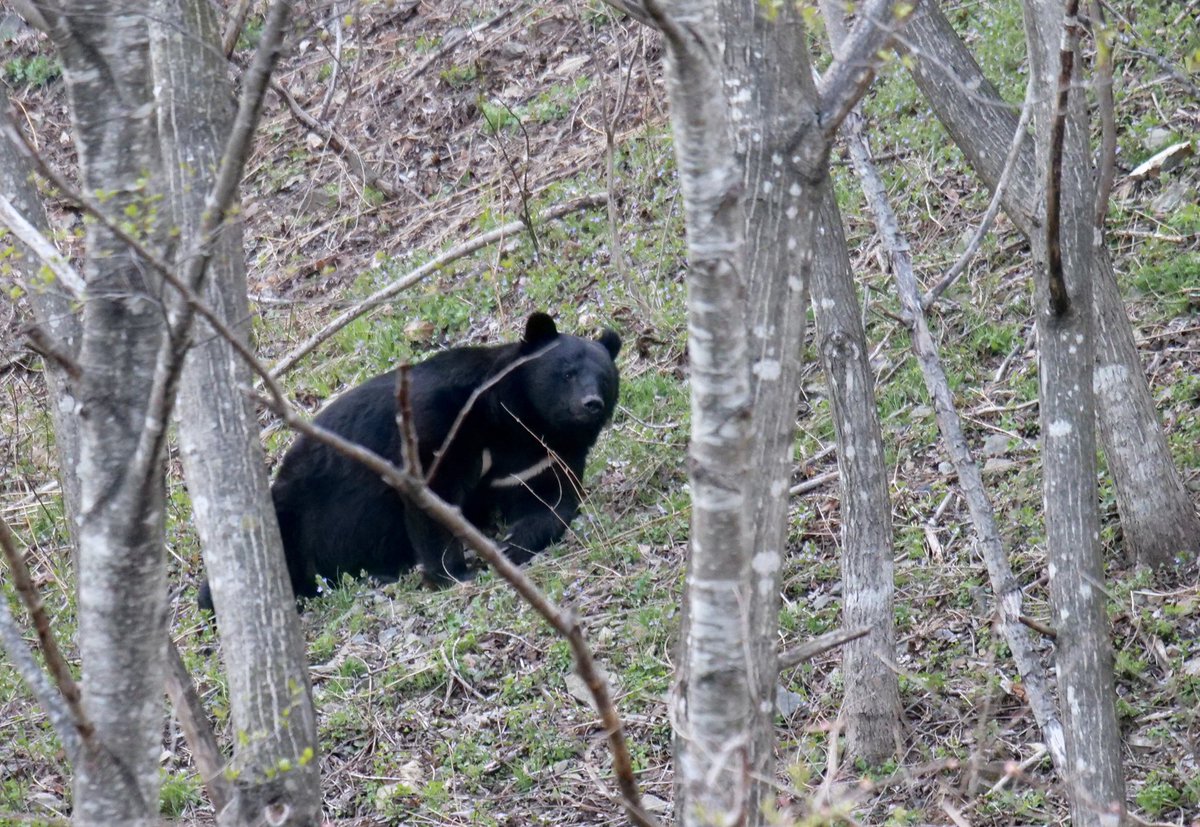 今日のクマさん 鉄道のダイヤが乱れるほどの強風が吹き荒れた日。クマ