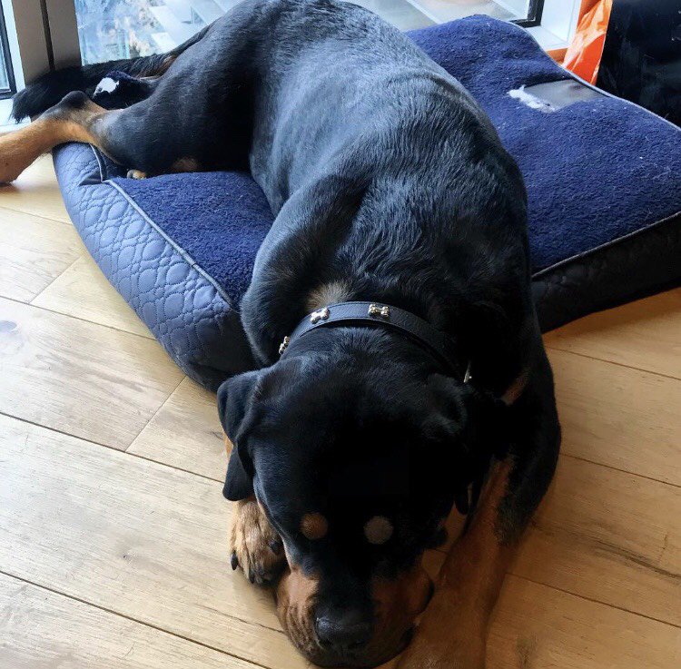 stablepoint's tweet image. Every Web Hosting company needs a dog and Stablepoint is no different.
In fact, we have two 🥰: Mowgli, a Chocolate Labrador, and Rameses AKA Ram, a Mastweiler (in the picture!). 

Isn&apos;t he adorable?

#stablepoint #wordpresshosting #bloggerhosting #bloggers #wordpress #domains