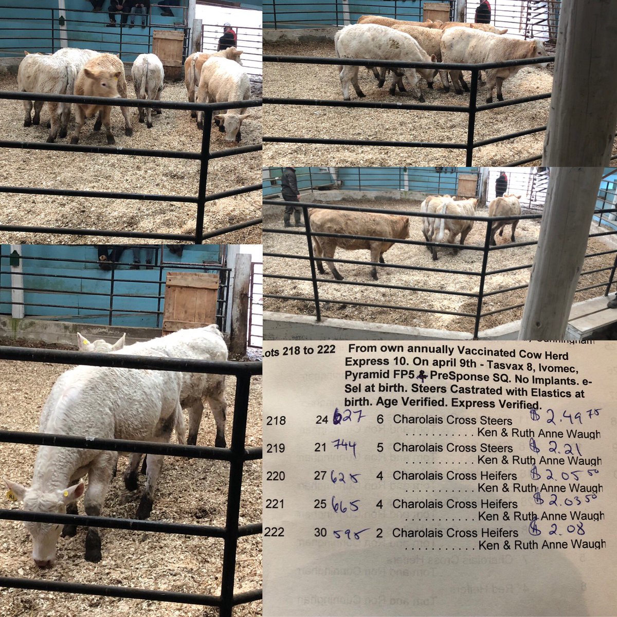 NatNewby1's tweet photo. Good looking cattle at the #GBLivestockCoop sale! @GBLivestock #ExpressVerified #PreventionWorks #Pyramid5Presponse https://t.co/qRz0IeQcfz https://t.co/j7zByOTrRj