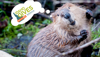 WRLT's tweet photo. Today is the day! #IdahoGives is here! It’s a day to celebrate all the good going on in our communities! Join us as we set out to protect the places and animals that call the Wood River Valley home. https://t.co/lZWtv0foln
#BeaverBeliever #GiveLocal https://t.co/OWzWjhJKZ4