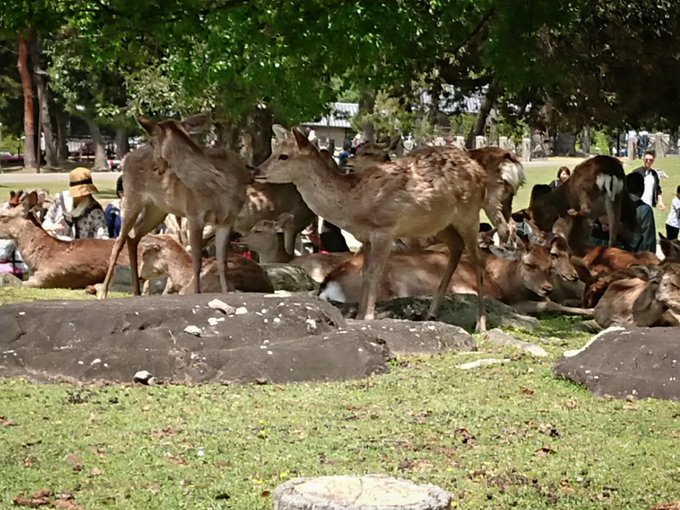 Gw真っ只中で奈良公園の鹿が鹿せんべいに飽きてしまう Togetter